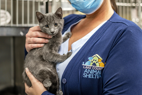 Animal Adoption - Division of Library and Information Services - Florida  Department of State