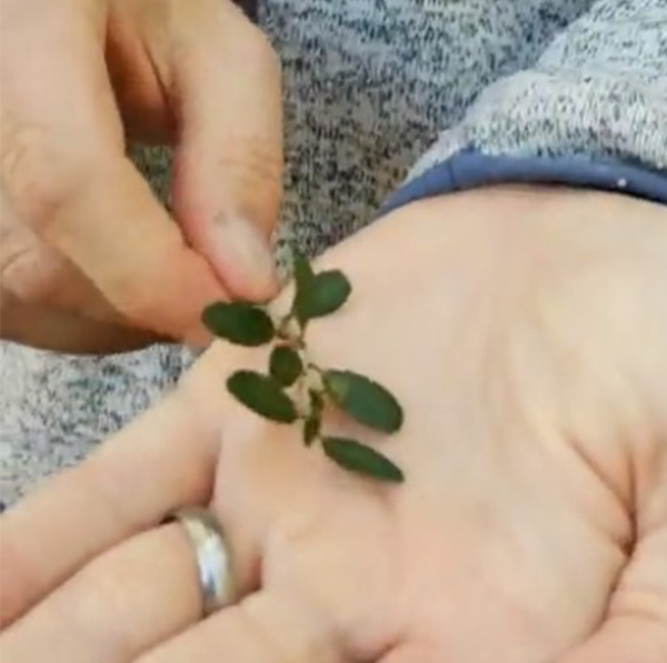 Ethnobotany at The Grove