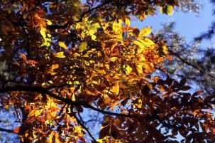 Close-up view of autumn leaves on Meridian Road in Tallahassee.